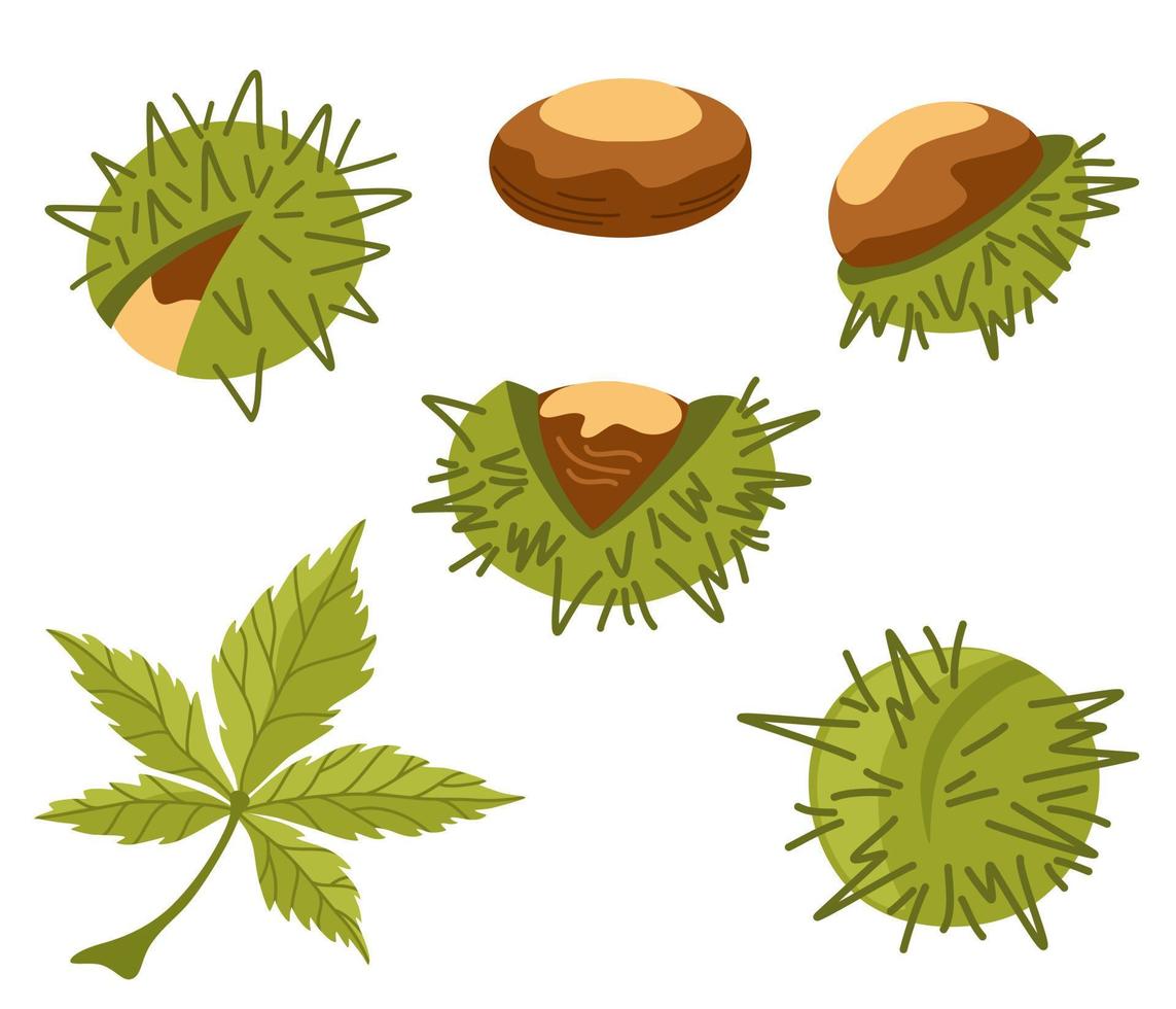 Chestnut Set. Organic food. Design elements for fabric, poster, packaging, banner and wrapping paper. Chestnut vector isolated icons.