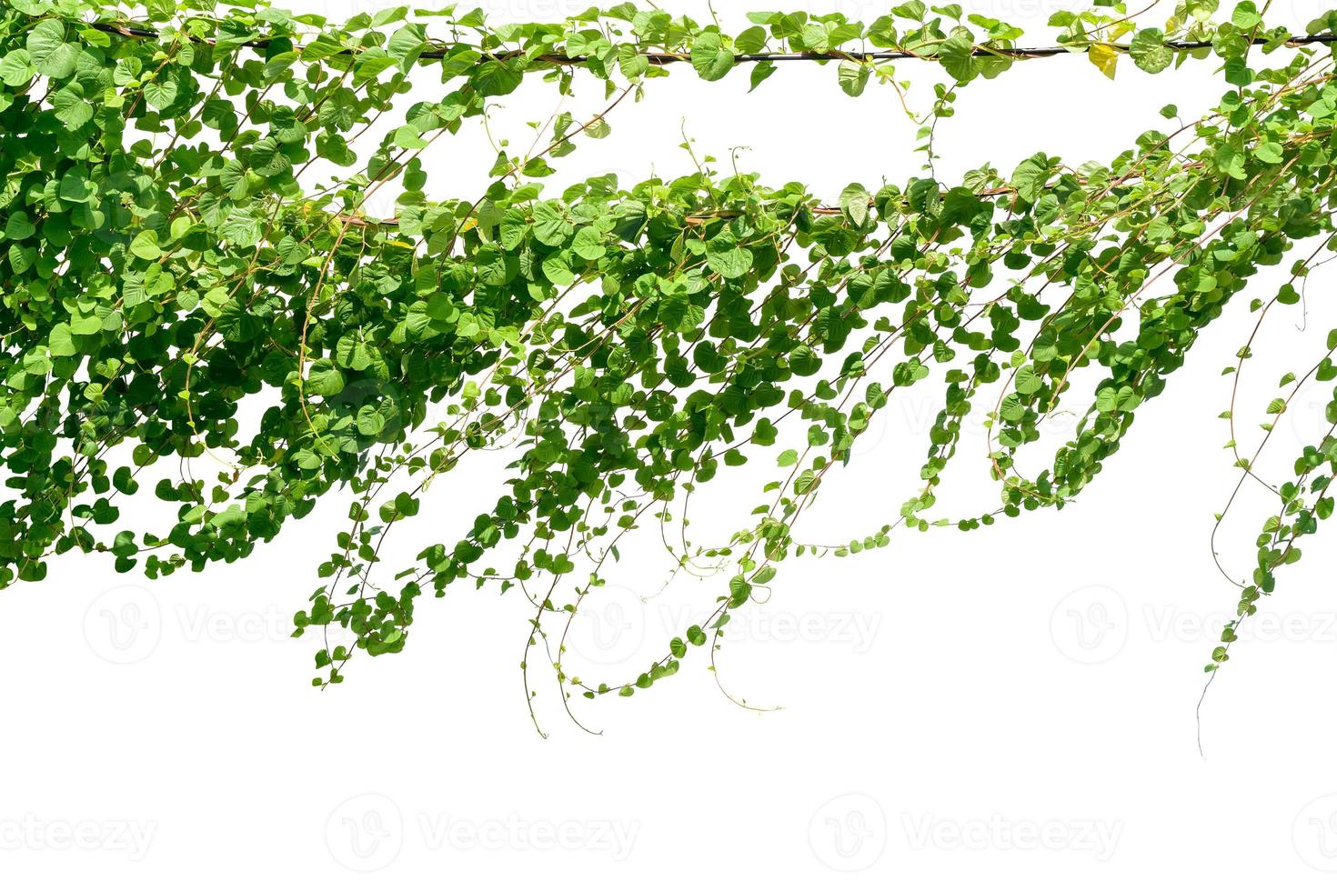 Vine plant, Ivy leaves plant on poles isolated on white background photo