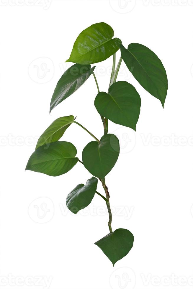 Foliage, The leaves are heart-shaped isolated on white background, clipping path included. photo