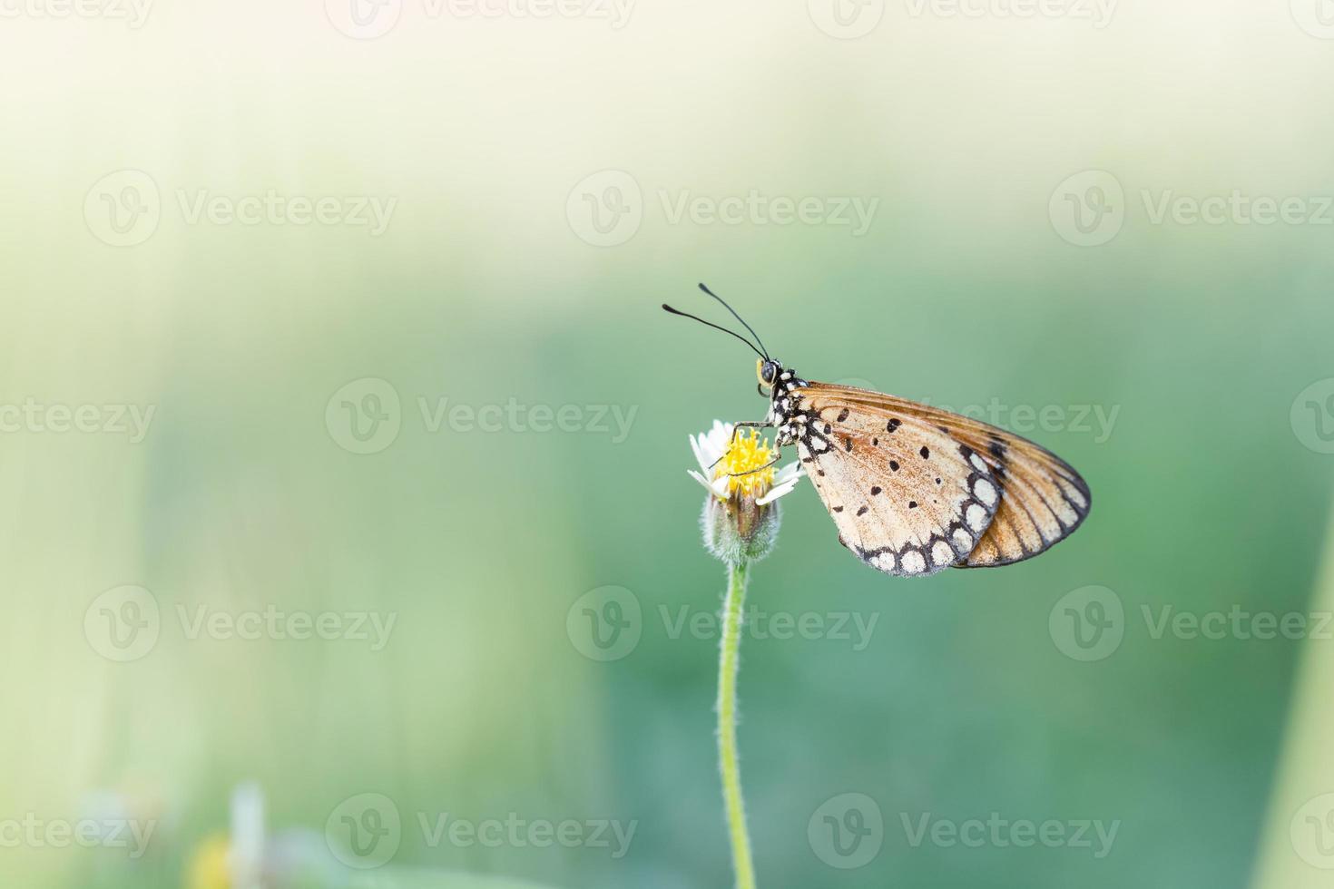 butterfly fly in nature. photo