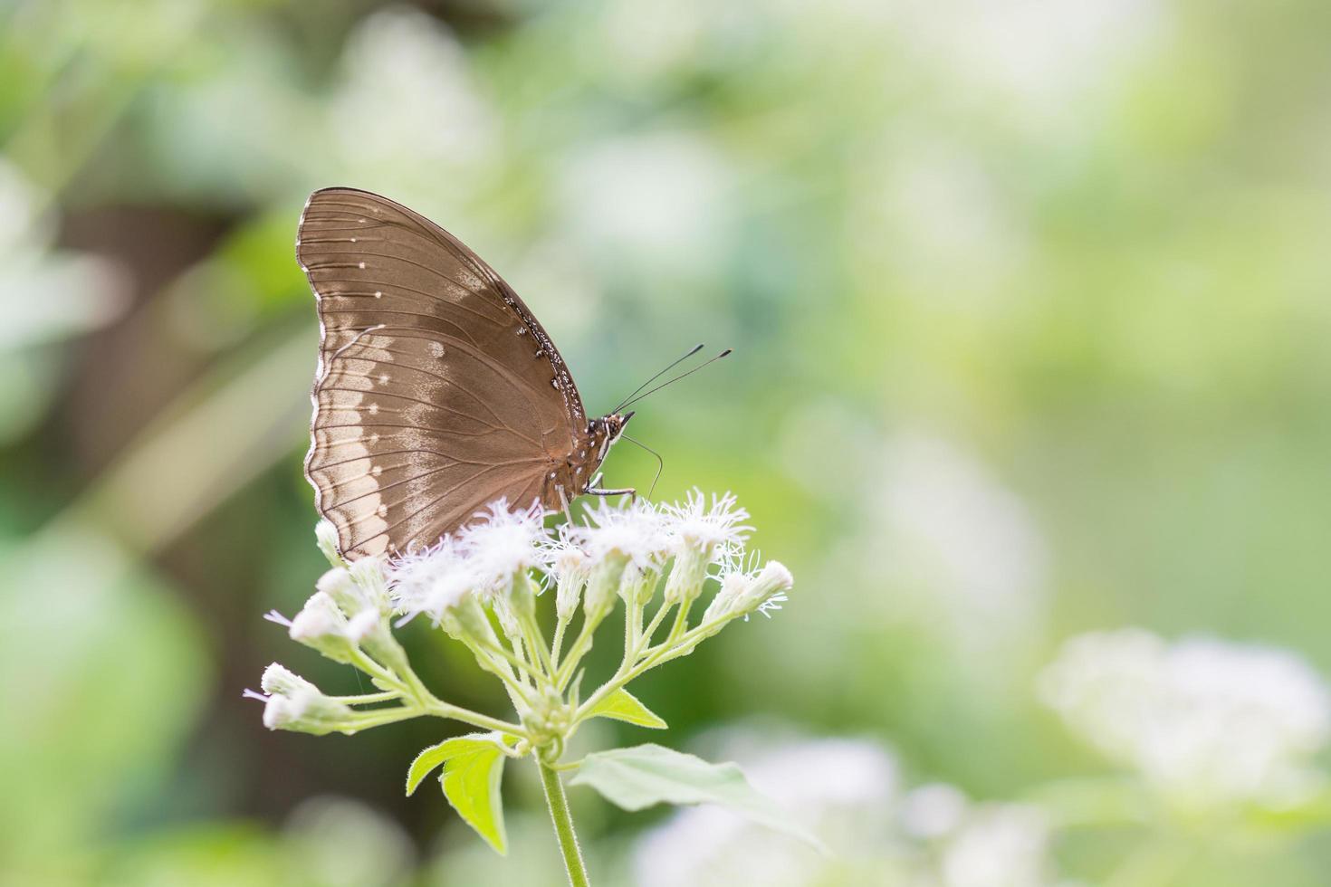 butterfly fly in nature. photo