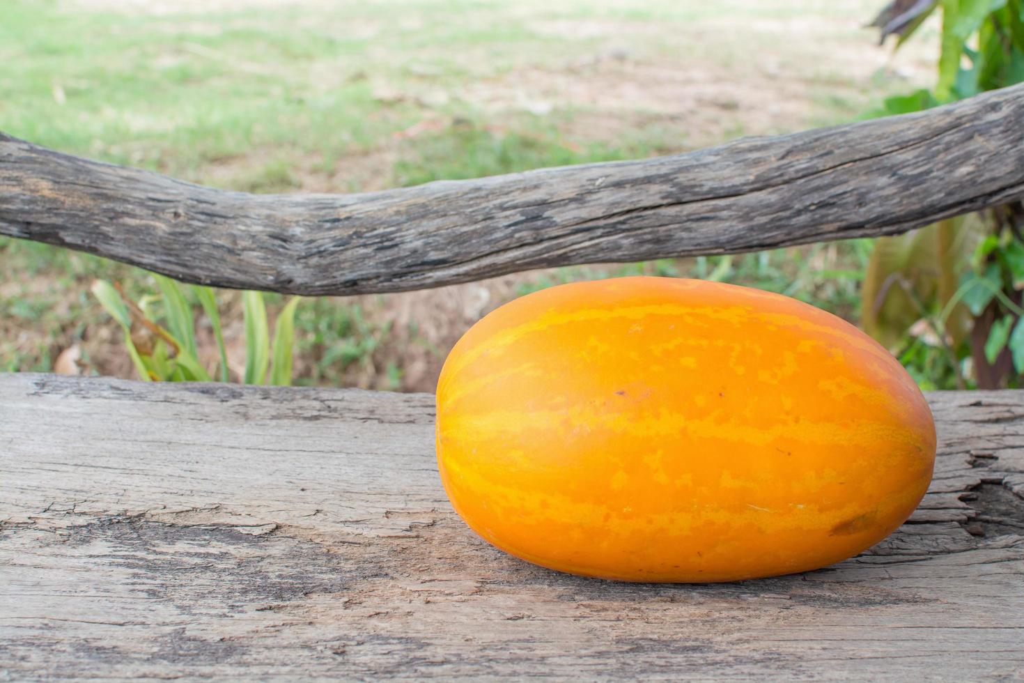 cantaloupe on wooden photo
