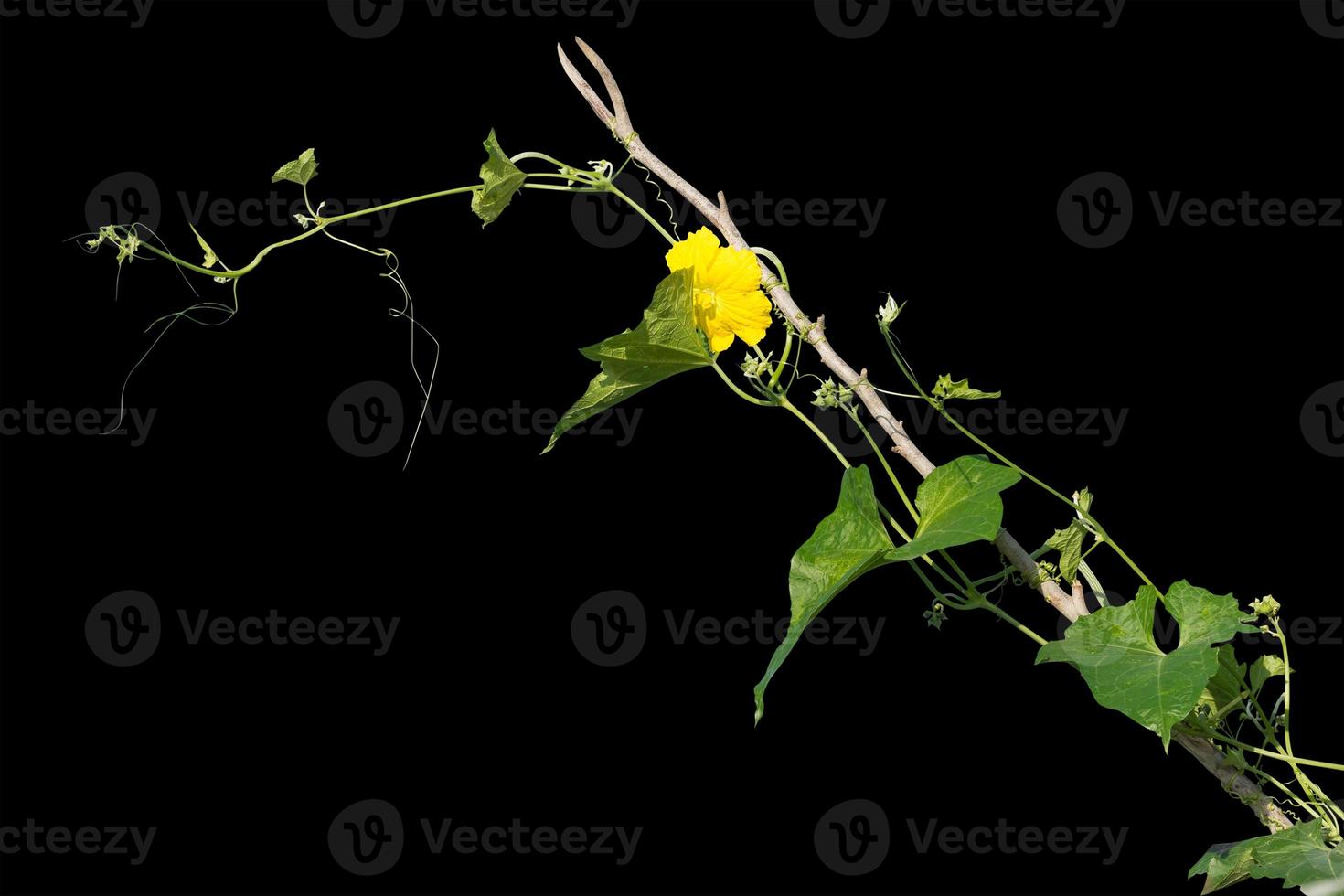 vine plants isolate on black background. clipping path photo