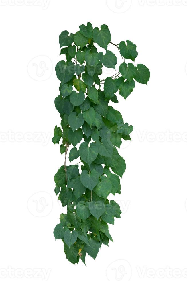 vine plants isolated on white background. clipping path photo