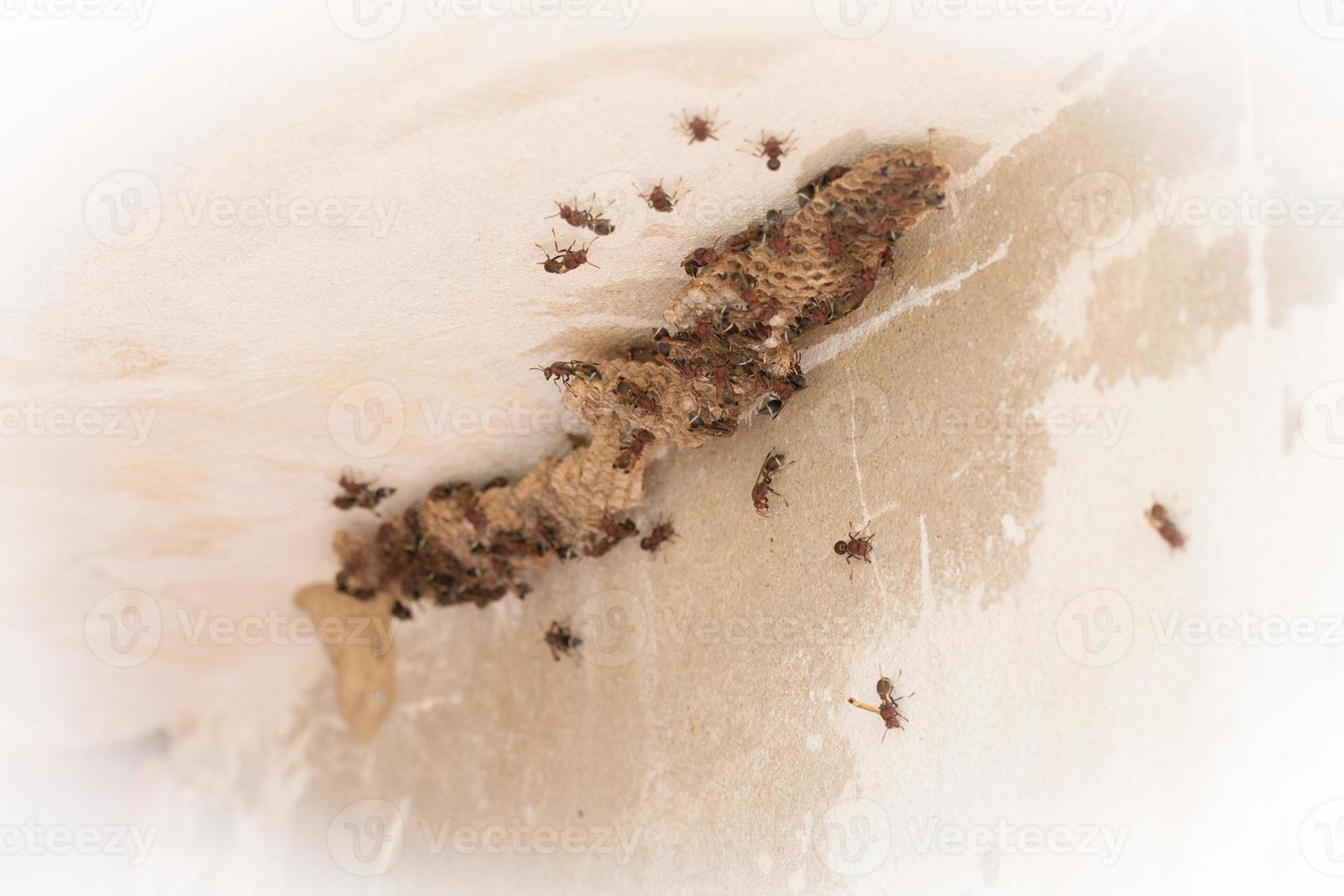 The nest a family of wasps photo