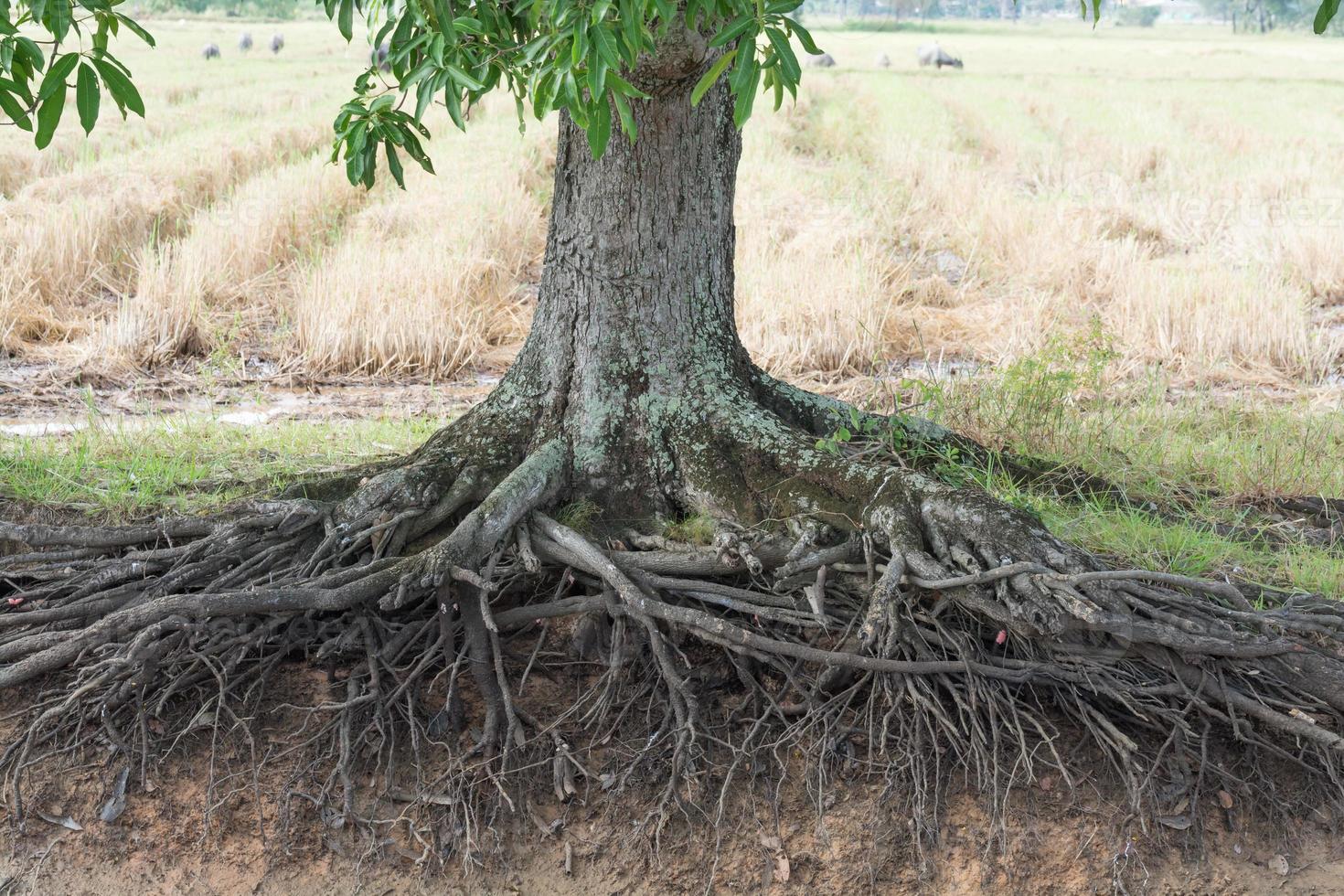 Mango root tree photo