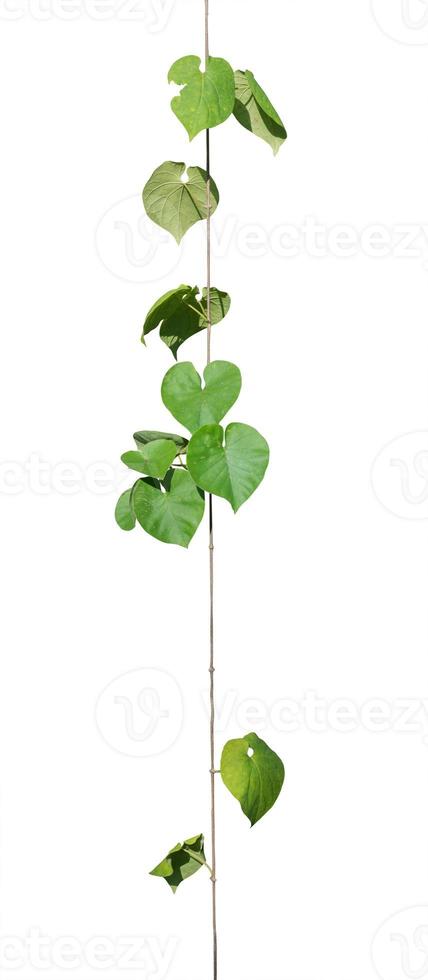 vine plants isolate on white background. clipping path photo
