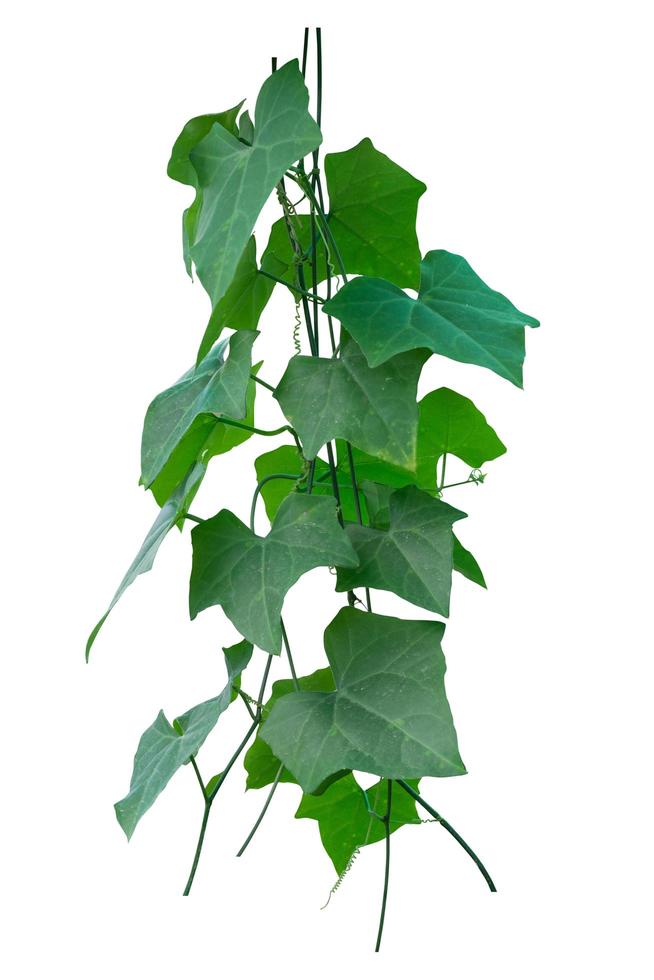 Vine plant, Nature Ivy leaves plant isolated on white background, clipping path included. photo