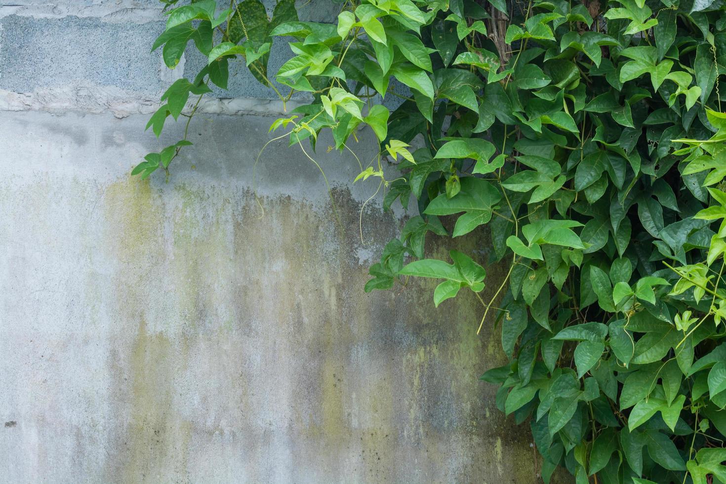 Vine Branch with leaves on wall background photo