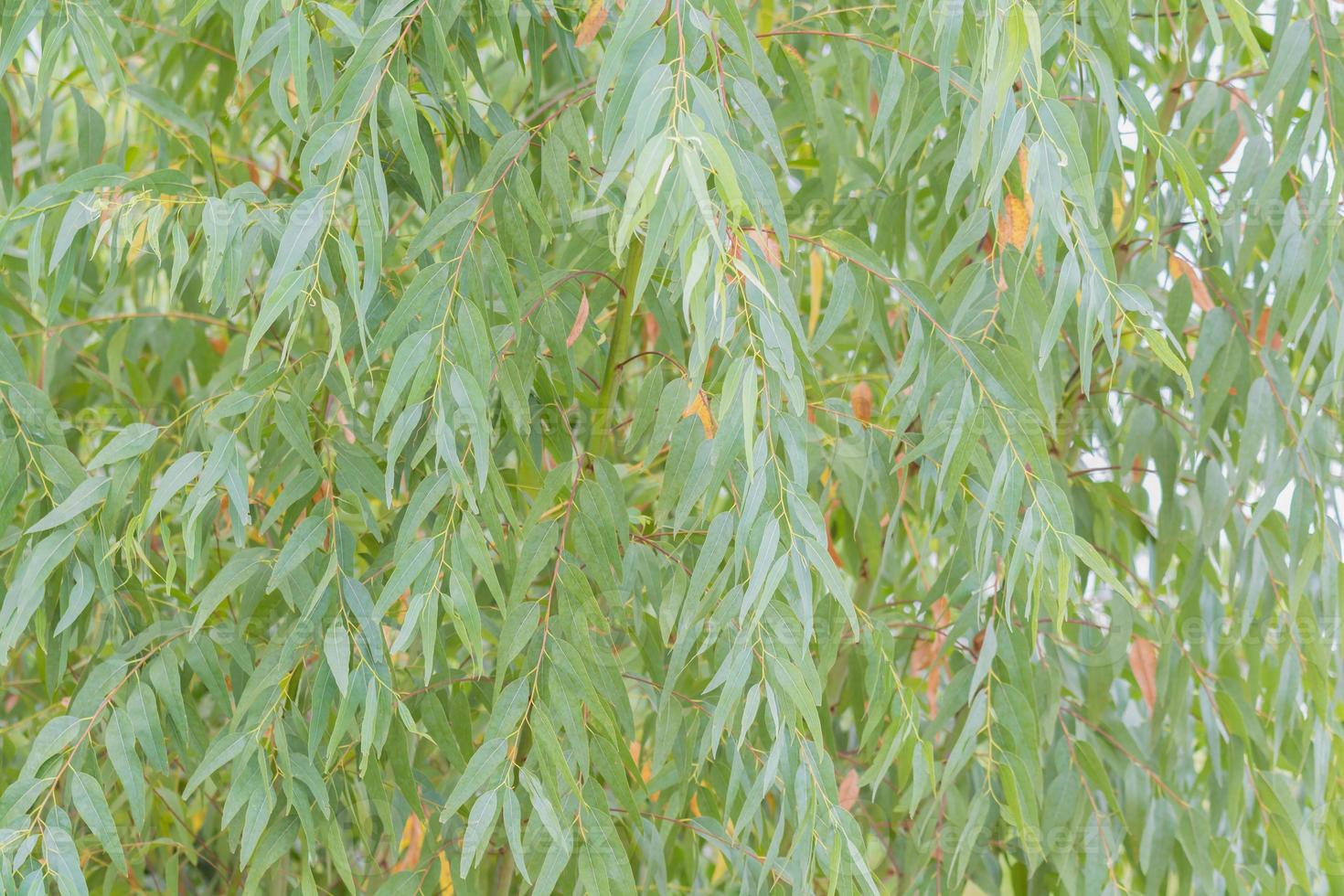 Eucalyptus leaves. branch eucalyptus tree nature background photo