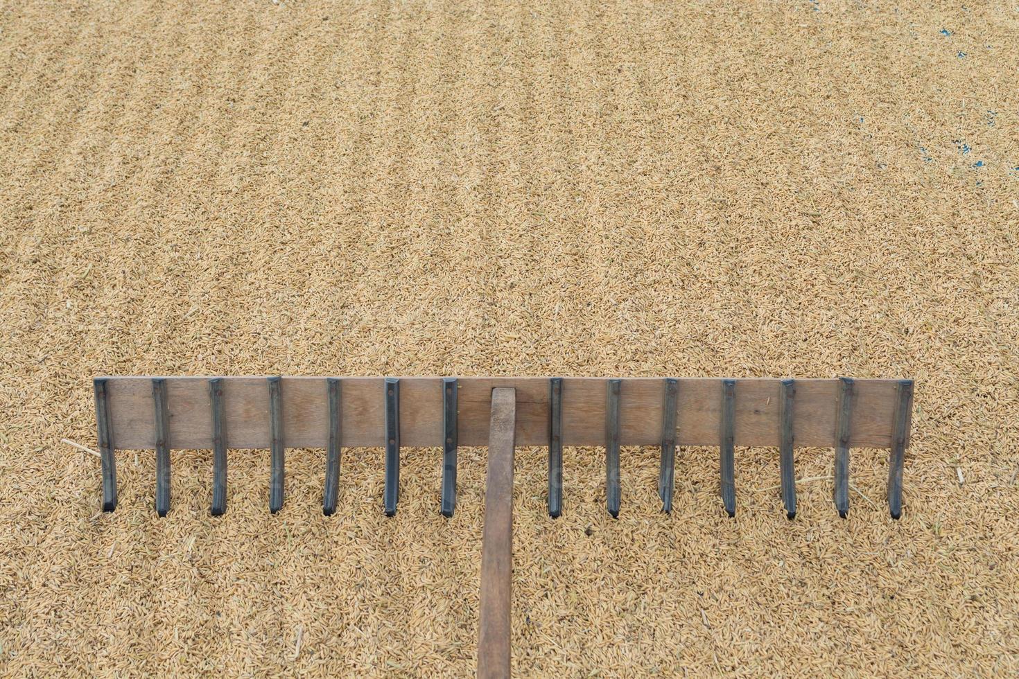 Paddy seed jasmine rice in outdoor. Thai farmer dry paddy jasmine rice on ground under strong sunlight . photo