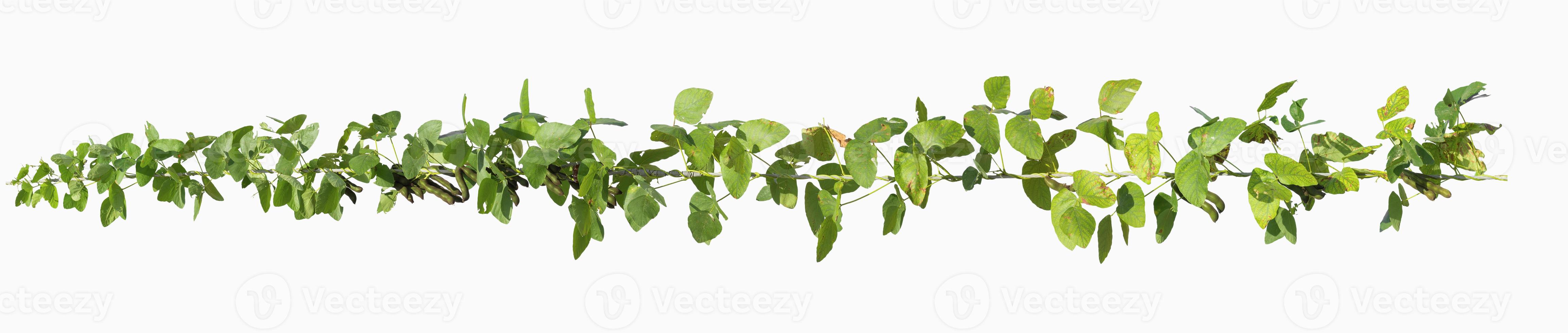 vine plants isolate on white background, clipping path included. photo