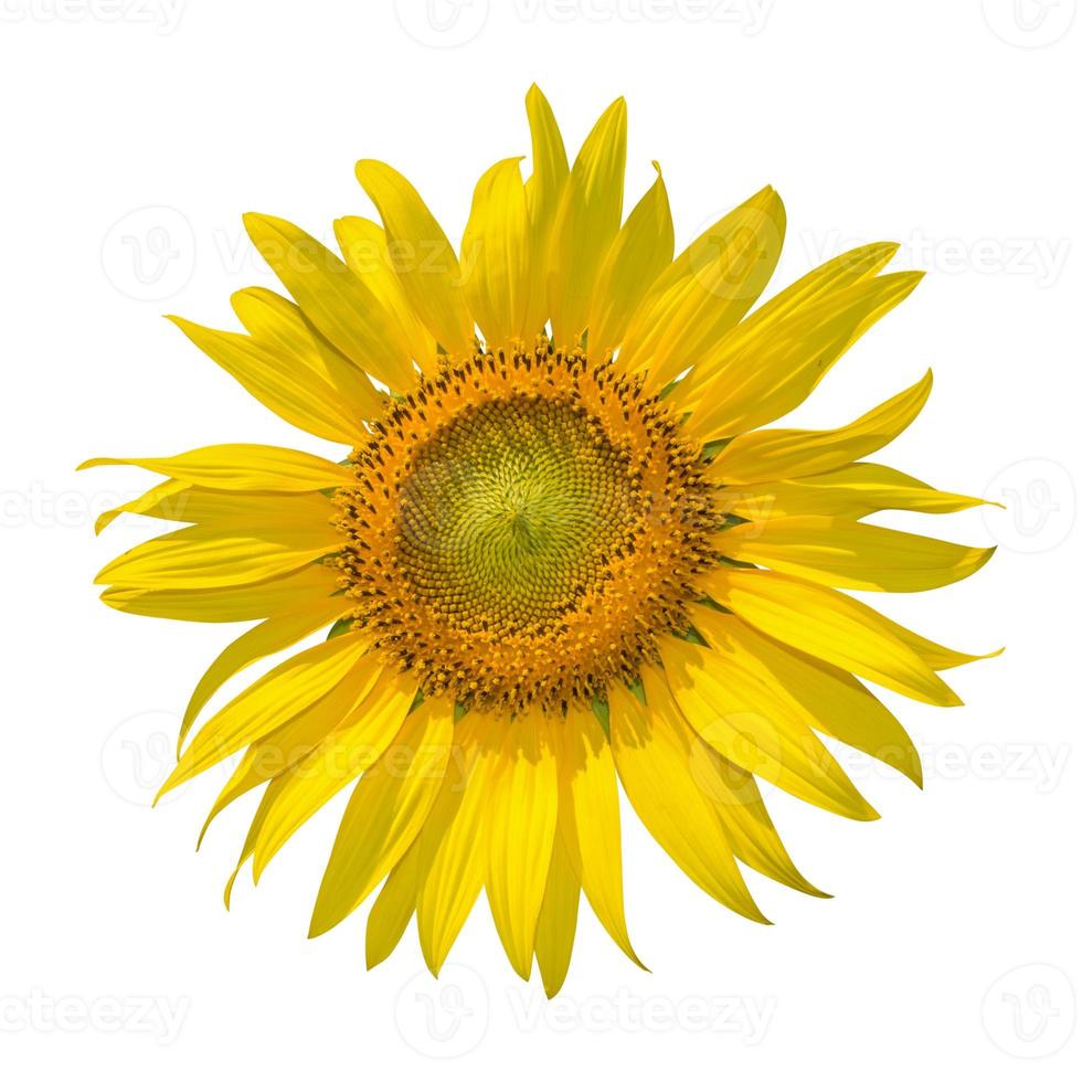 Sunflower isolated on black background. clipping path photo