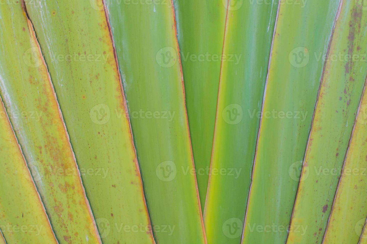green plants background photo