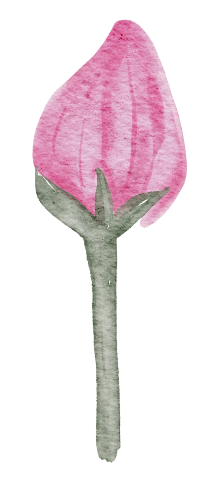 Cherry Blossom flower watercolor png