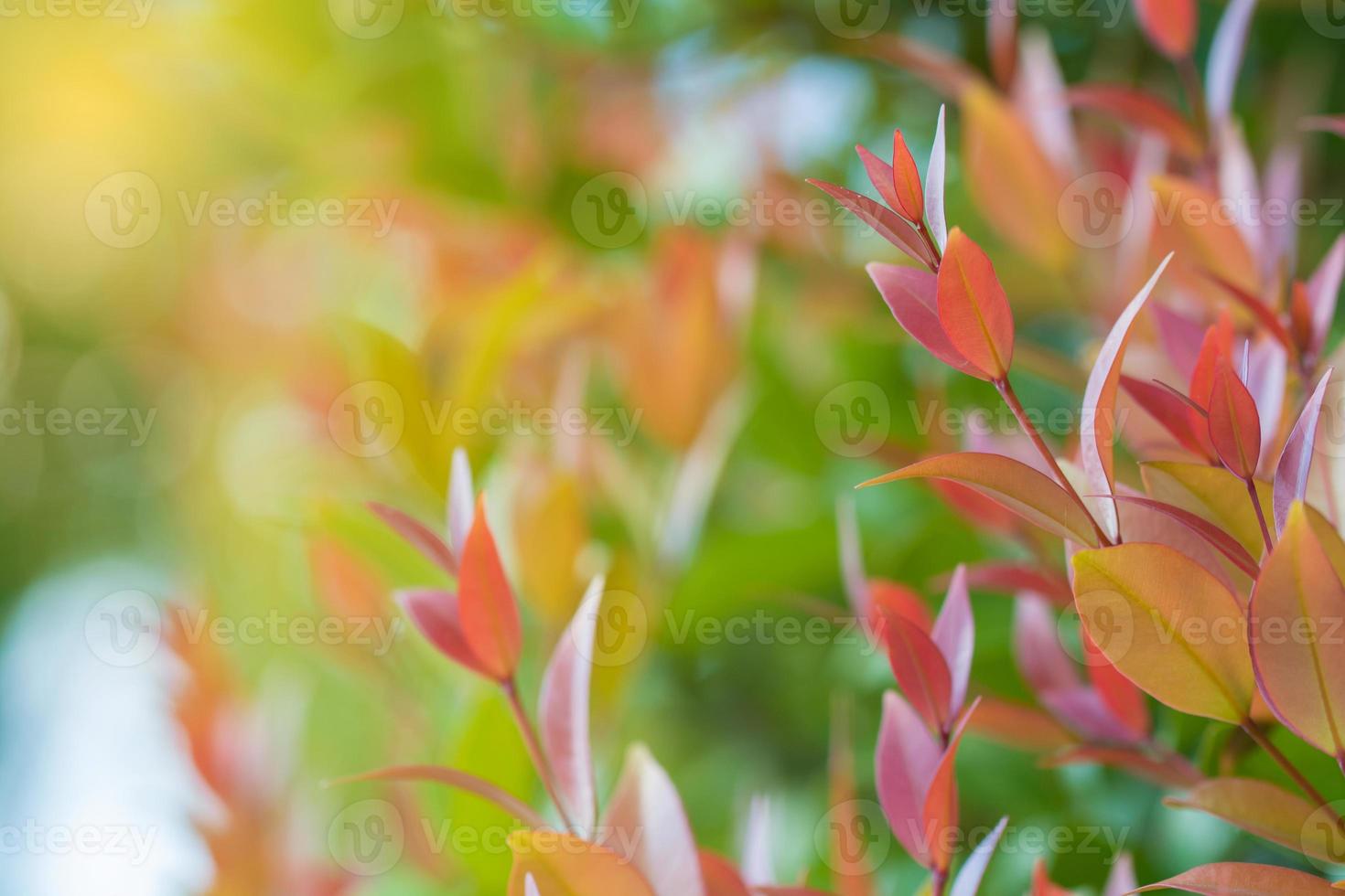 Red leaf nature with copy space using as background for design photo