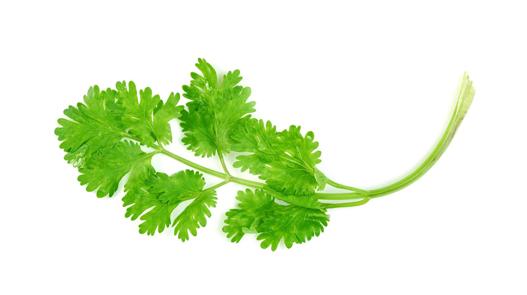 leaf Coriander or Cilantro isolated on white background ,Green leaves pattern photo