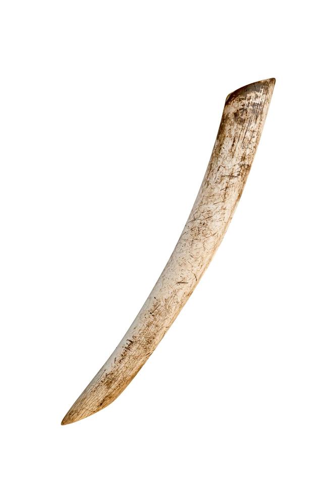 tusk isolated on white background ,include clipping path photo