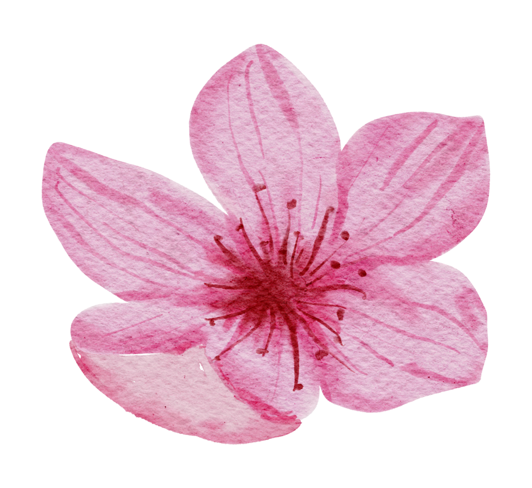 flor de cerejeira flor aquarela png