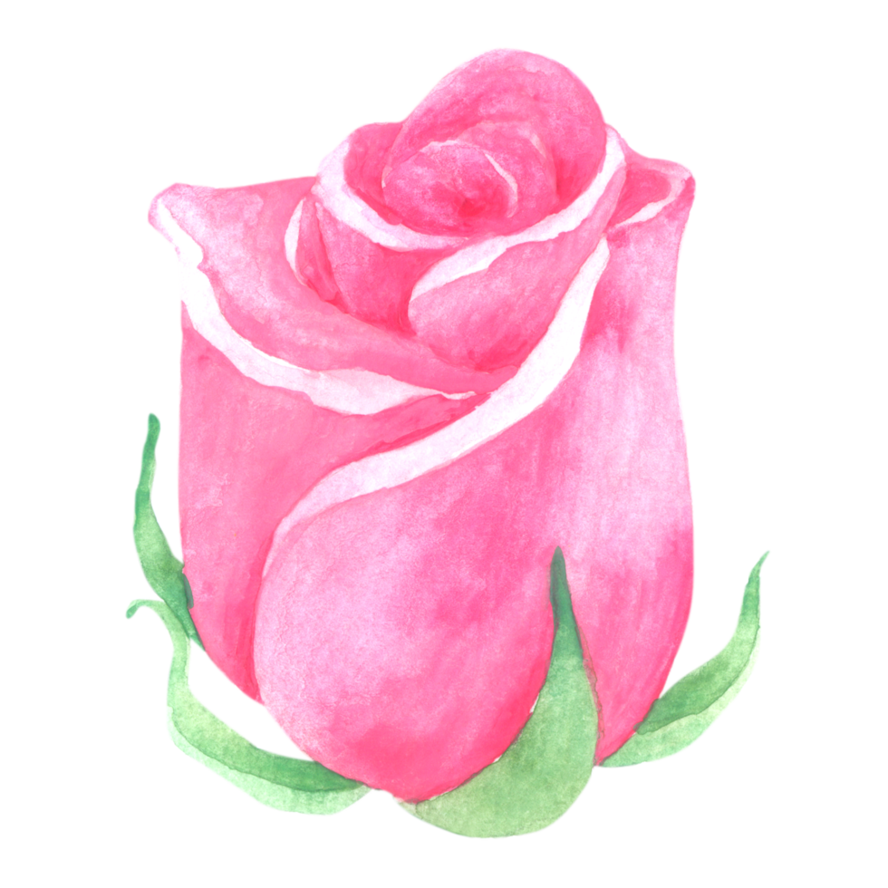 roze bloem aquarel handverf png