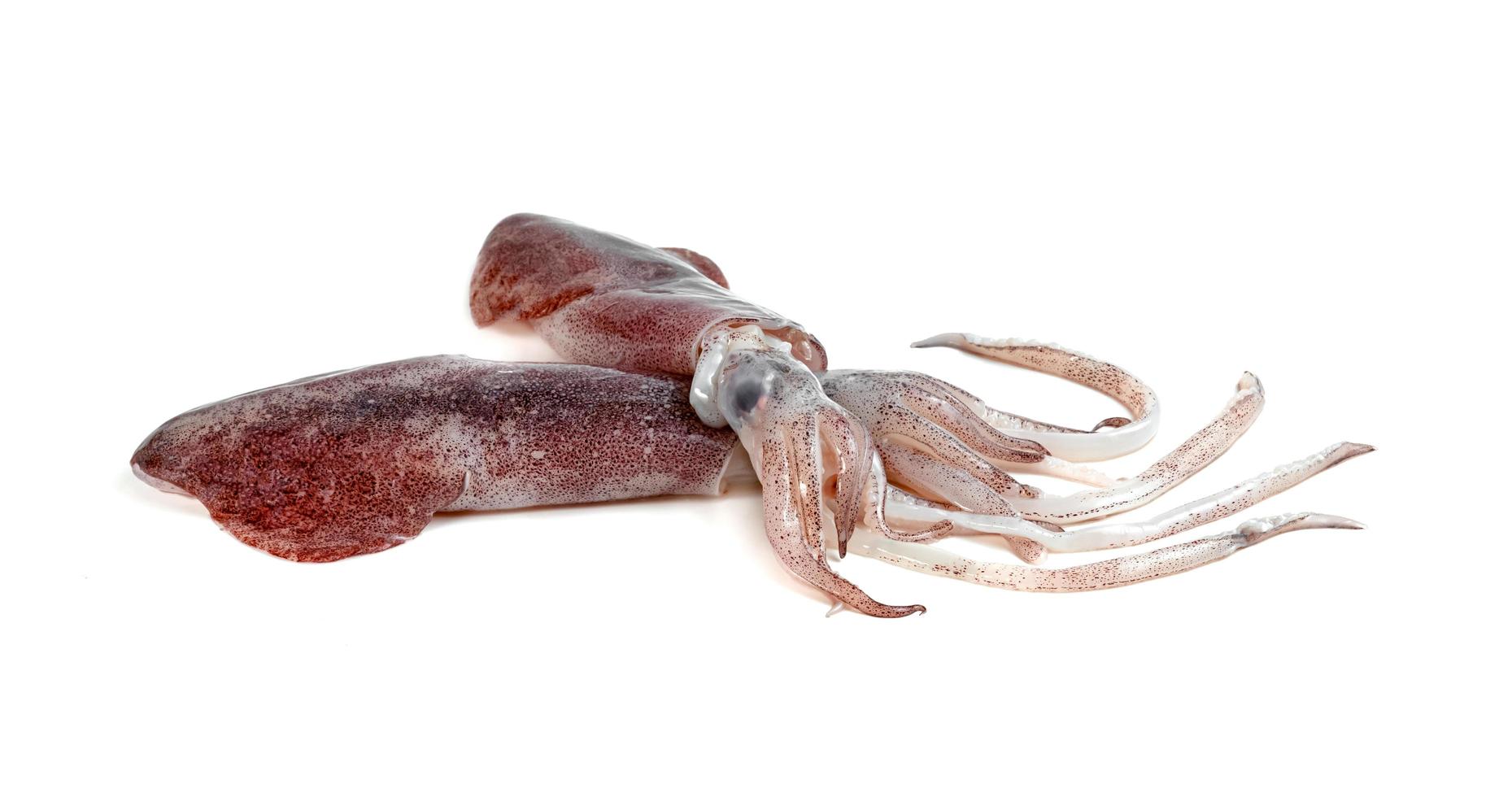 squid isolated on white background photo