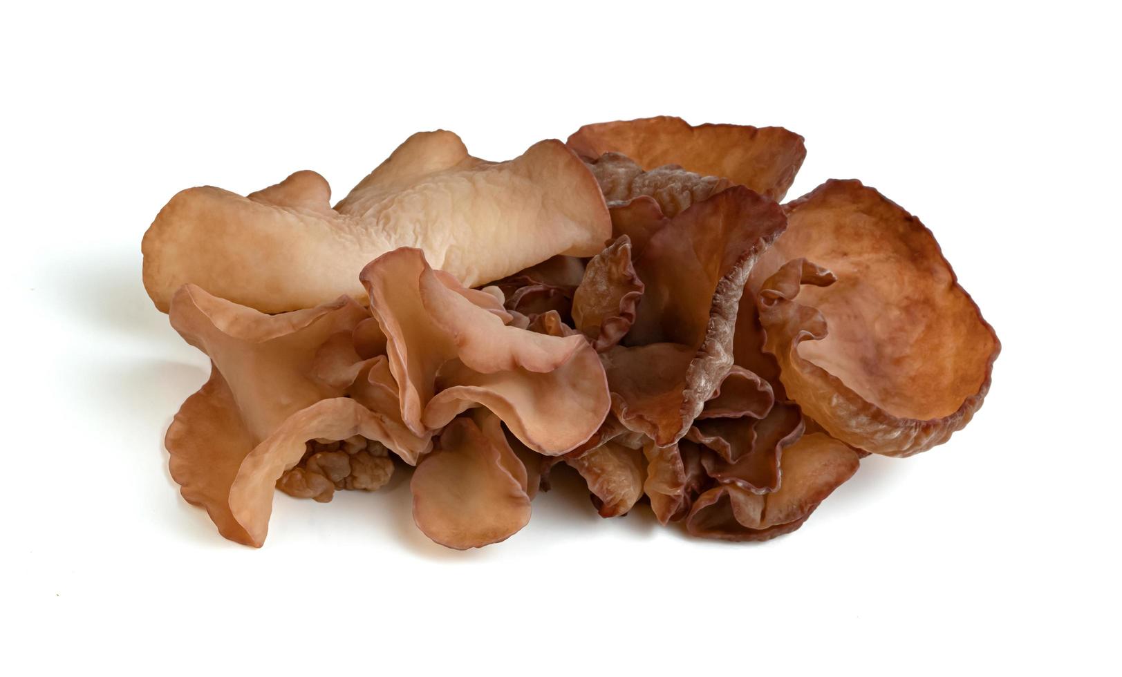 ear mushroom or Jew's ear isolated on white background photo