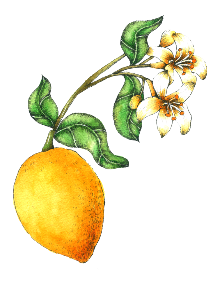 Lemon watercolor hand paint png