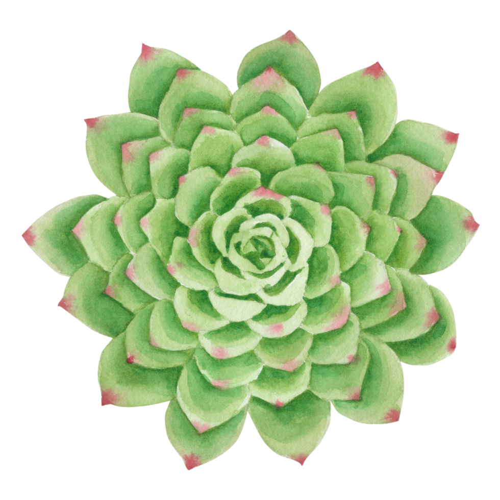 pintura de mano de acuarela de cactus png