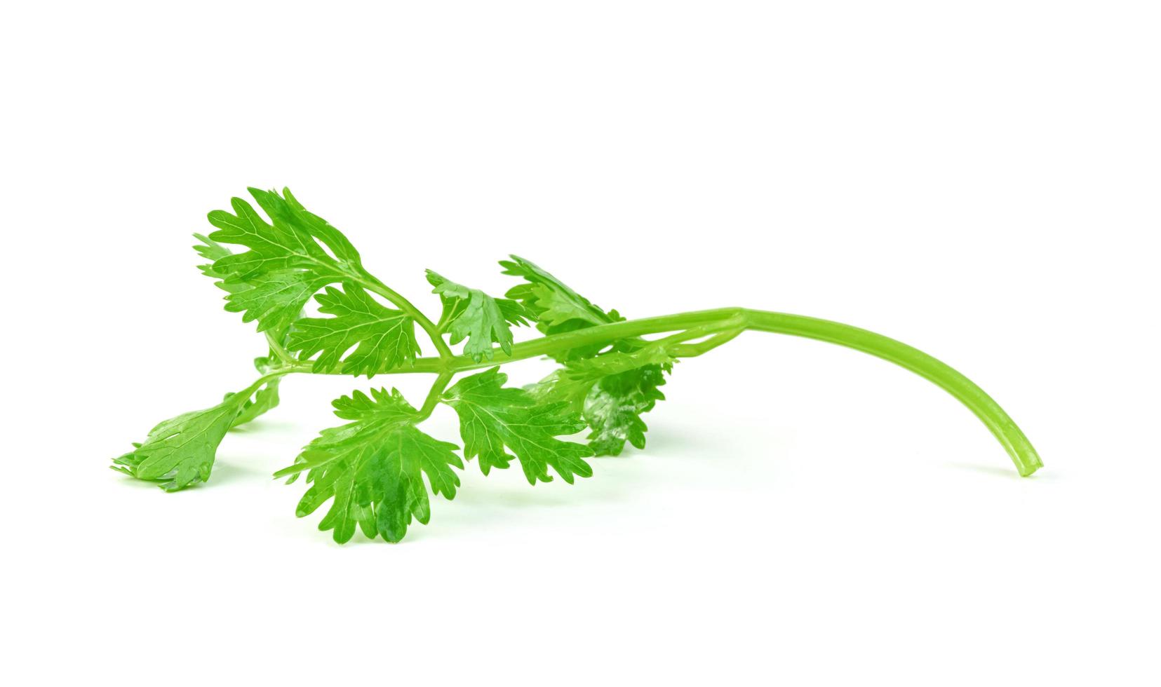 leaf Coriander or Cilantro isolated on white background ,Green leaves pattern photo