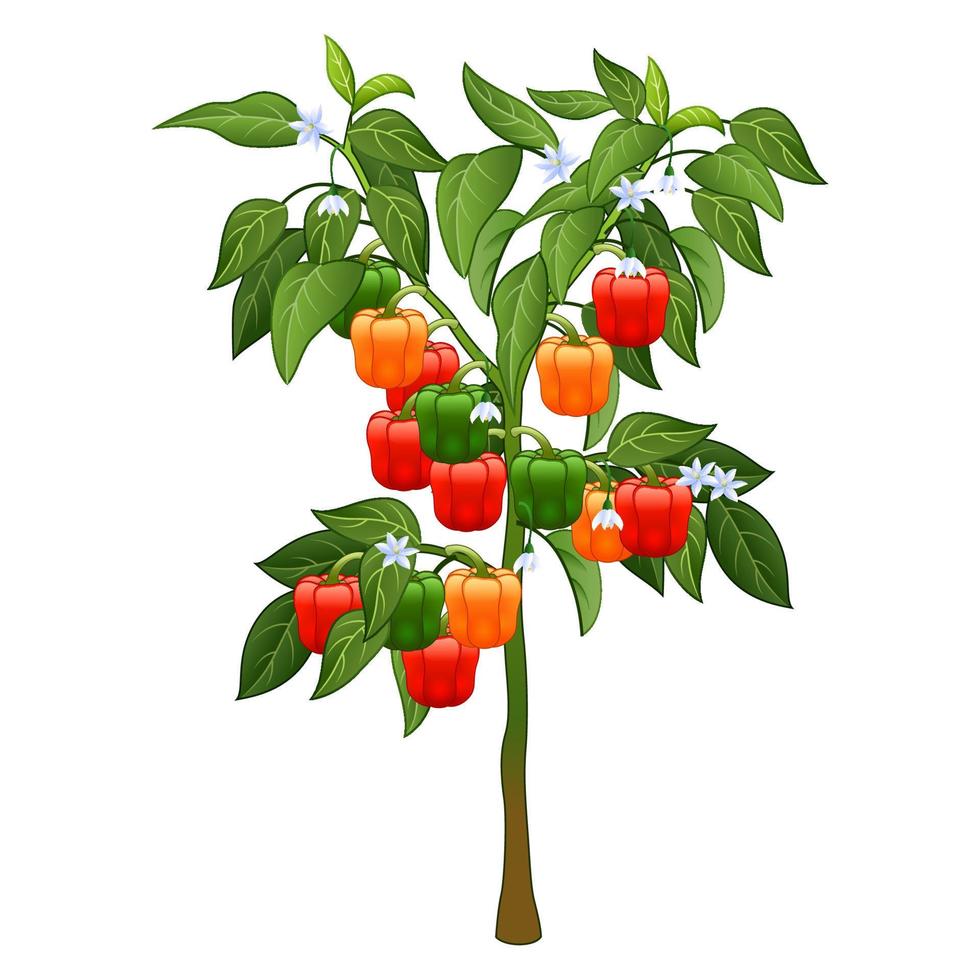 Bell pepper plant with root under the ground vector