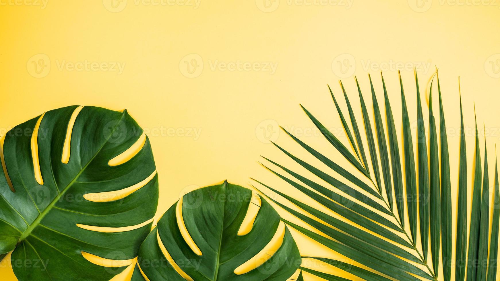 Beautiful tropical palm monstera leaves branch isolated on pastel yellow background, top view, flat lay, overhead above summer beauty blank design concept. photo