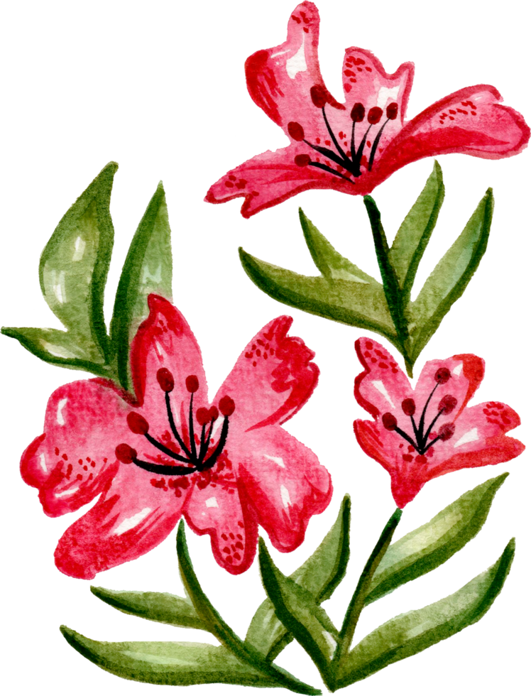 Hand painted watercolor flower element for illustration set collection png