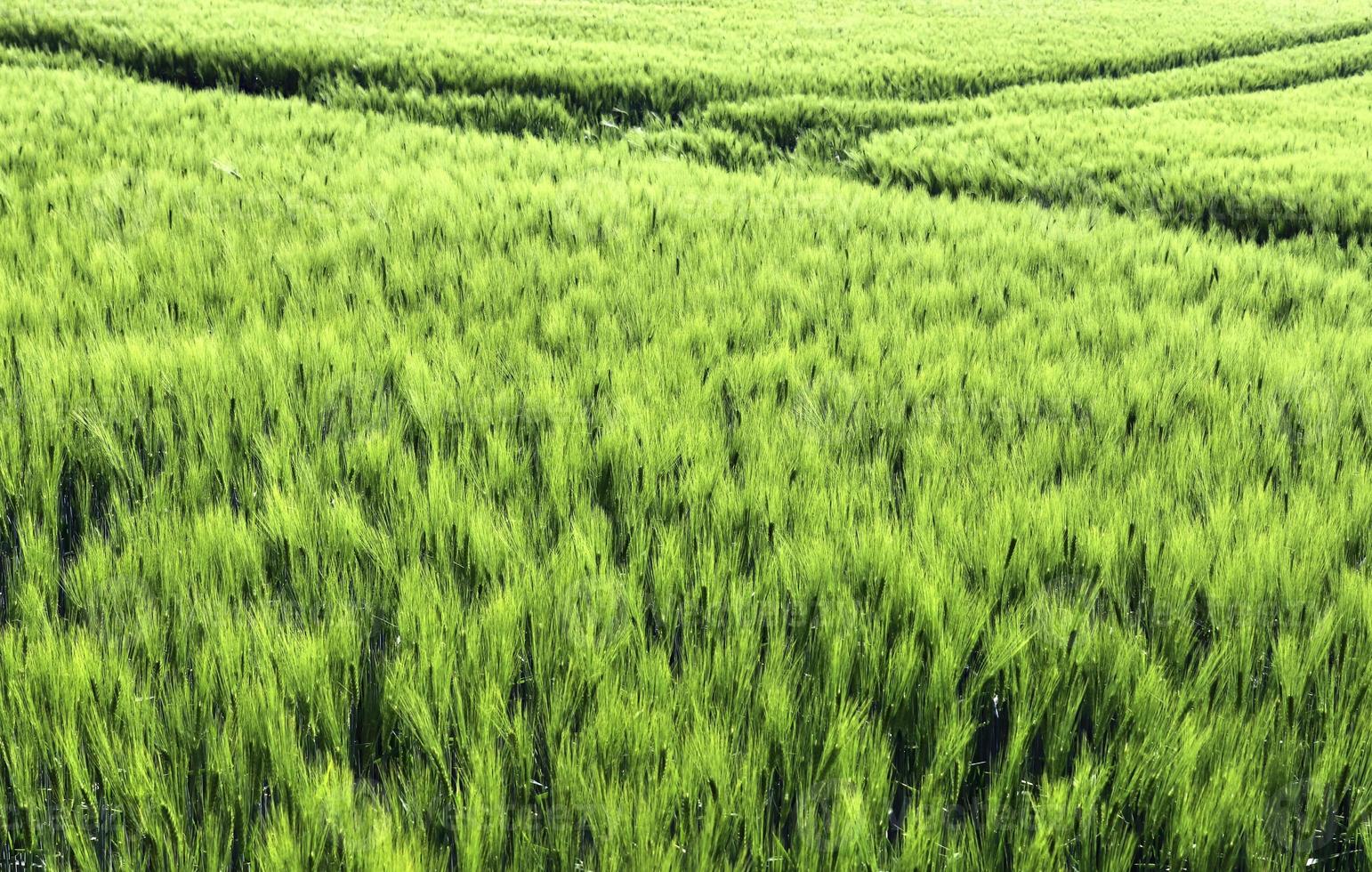 Beautiful and detailed close up view on crop and wheat field textures in northern europe. photo