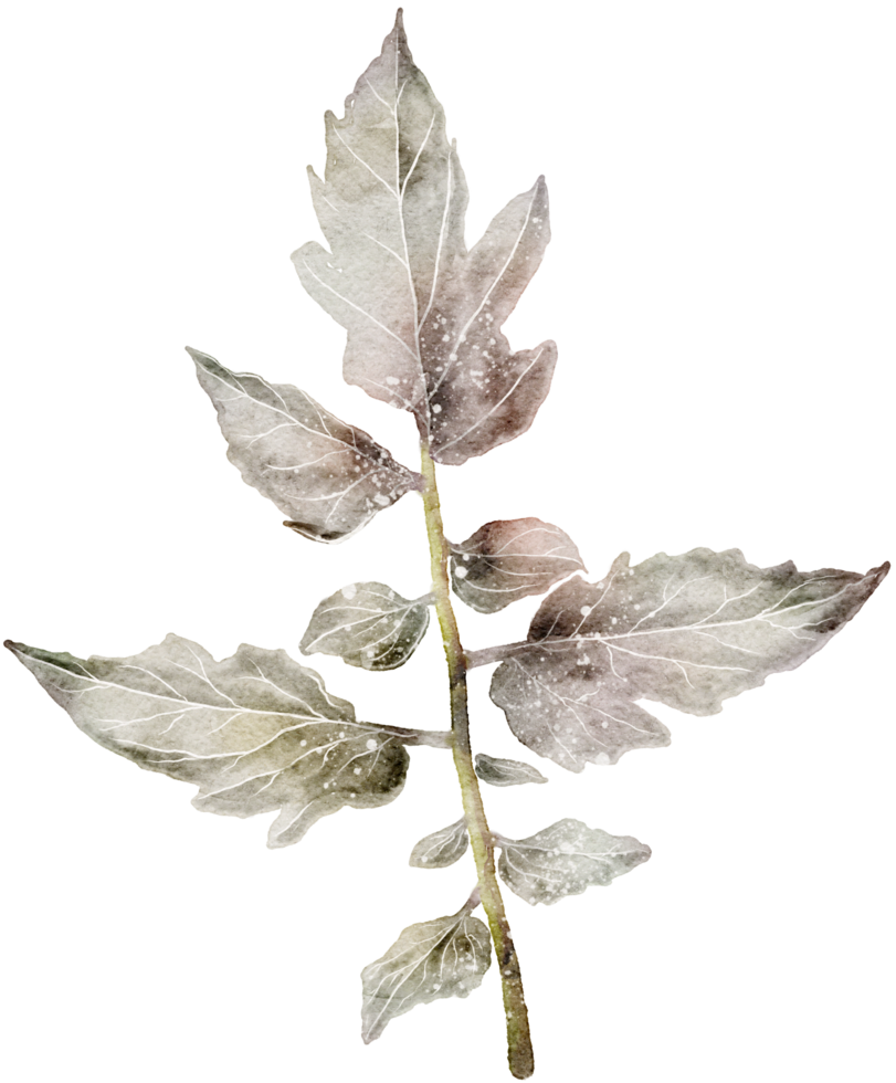 Leaf watercolor transparency. png