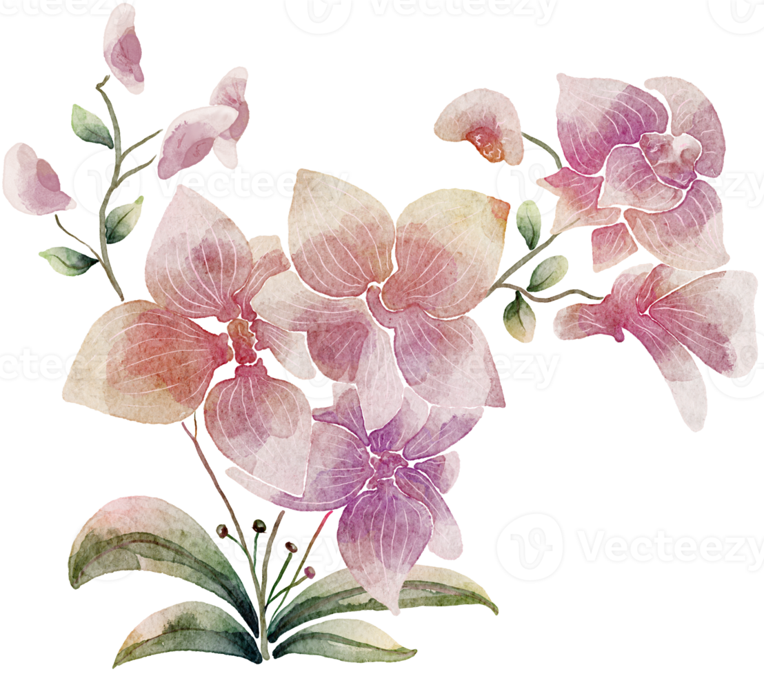 Flower watercolor transparency of orchid. png