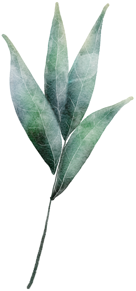 Leaf watercolor transparency. png