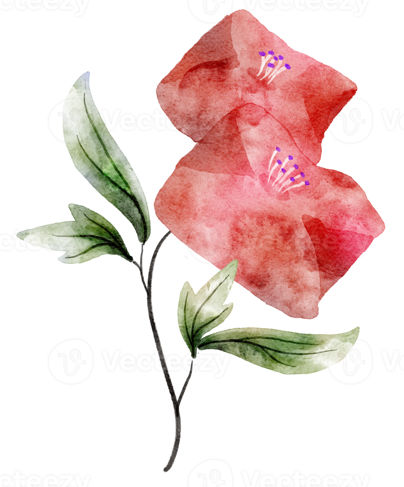 Flower watercolor transparent. png