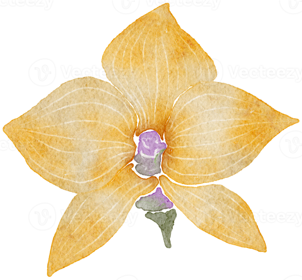 Free Flower watercolor transparency. 10286034 PNG with Transparent