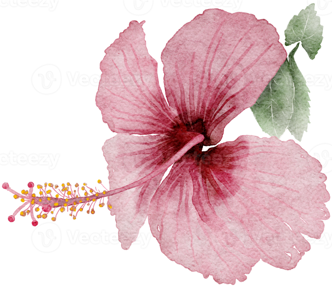 Flower watercolor transparency of hibiscus flower.. 10286038 PNG