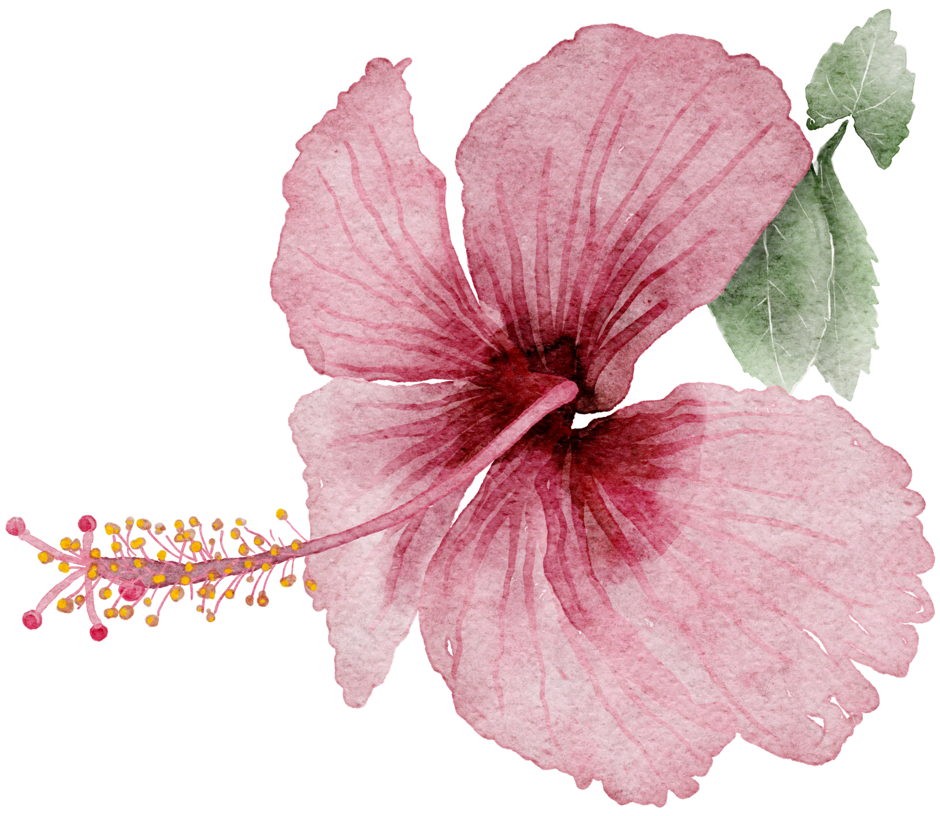 Flor Em Aquarela Hibicus PNG , Aquarela, Mão, Empate PNG Imagem para  download gratuito