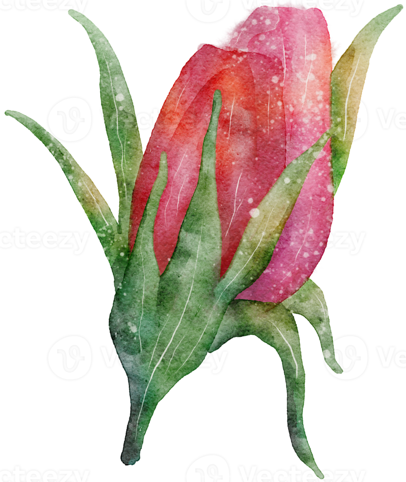 Free transparencia de acuarela de flores. 10286049 PNG with Transparent Background Free transparencia de acuarela de flores. 10286049 PNG with Transparent Background