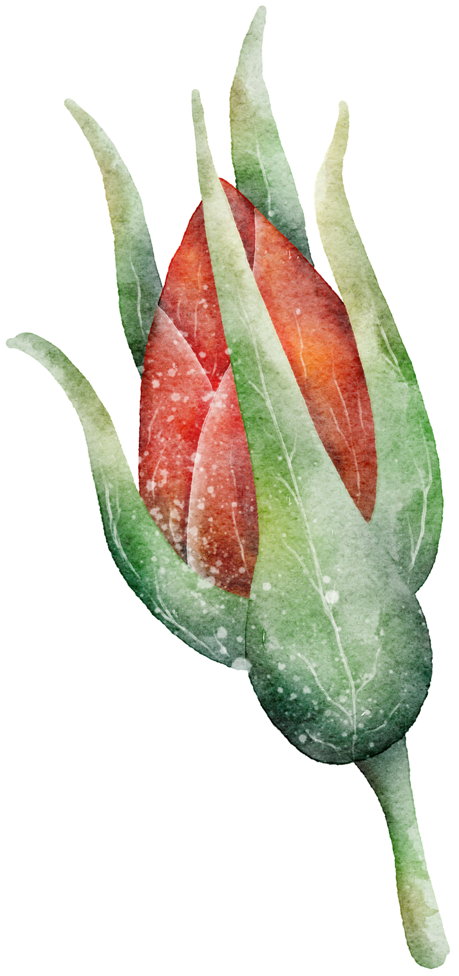 Flower watercolor transparency. 10286053 PNG