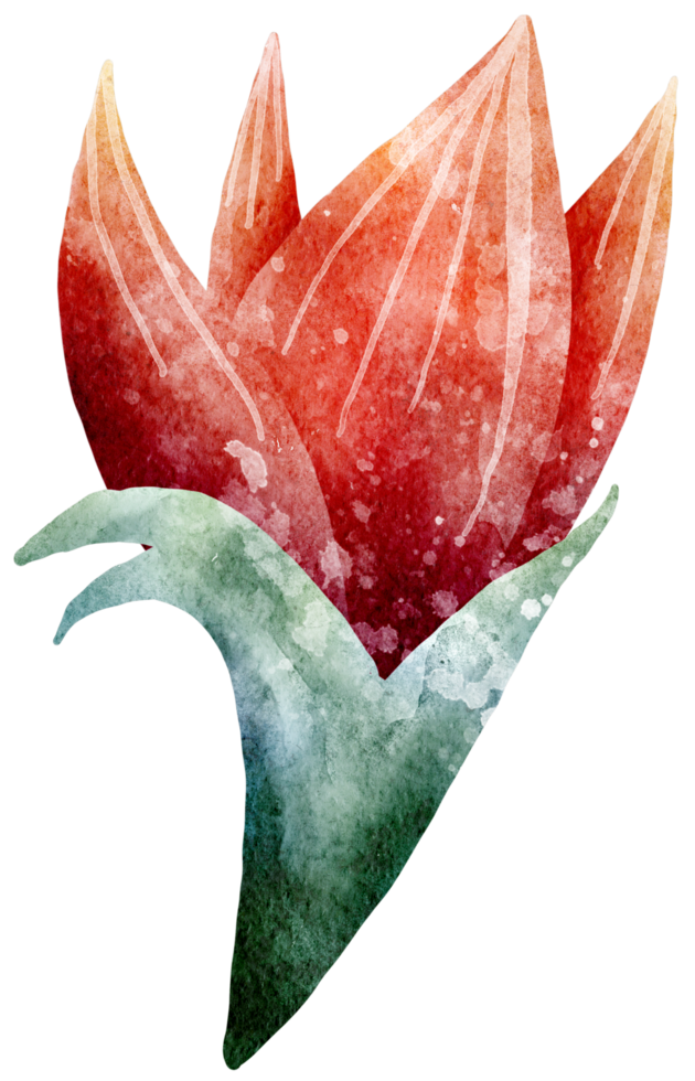 Flower watercolor transparent. png