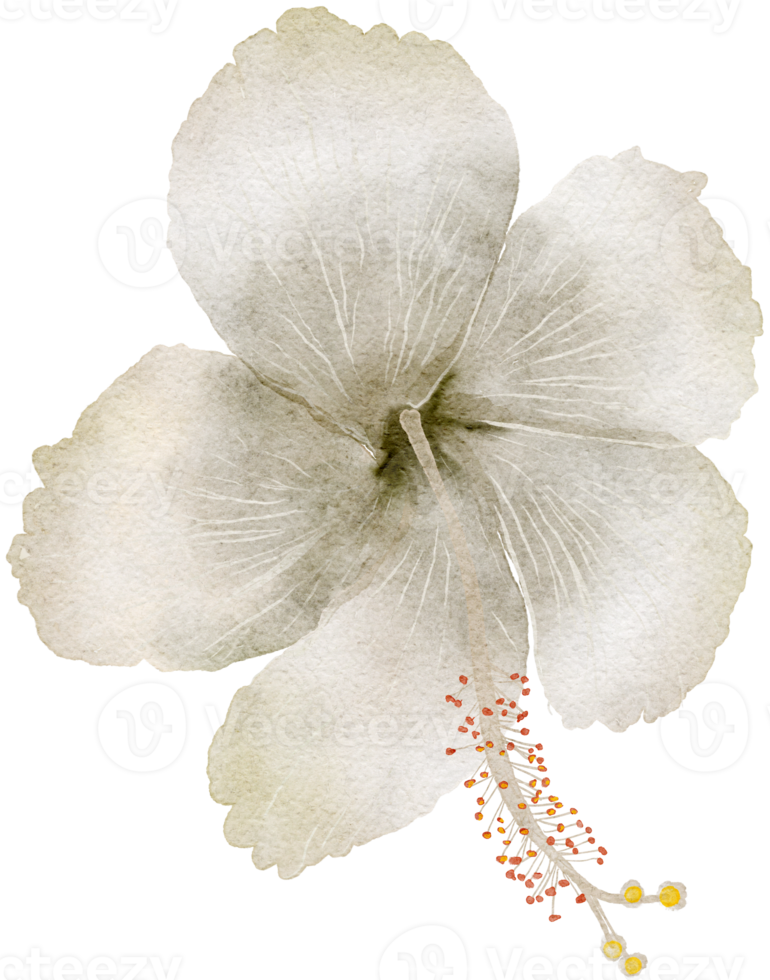 Flower watercolor transparency of hibiscus flower.. 10286080 PNG
