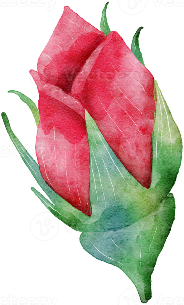 Flower watercolor transparency of rose. 10286087 PNG