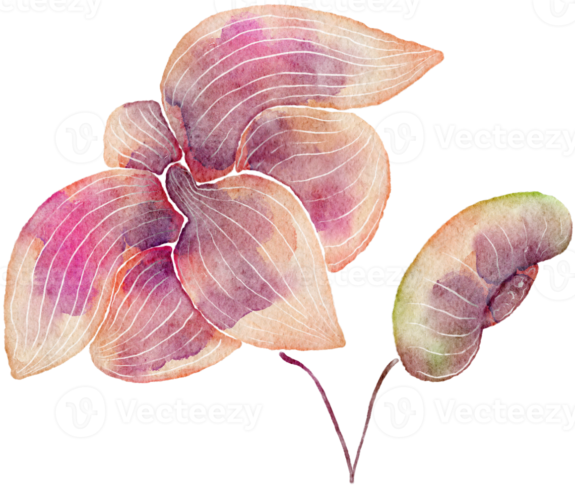 Flower watercolor transparency. png