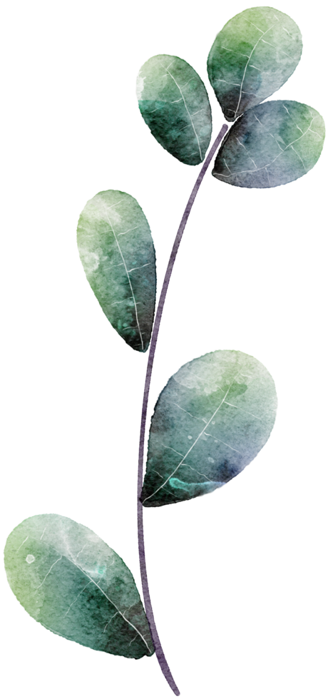 Leaf watercolor transparency. png