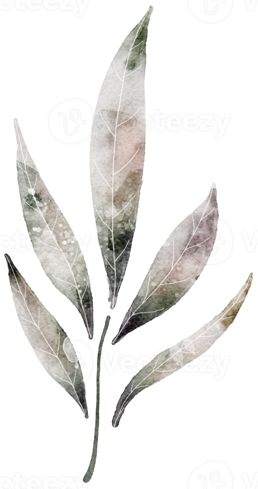 Leaf watercolor transparency. png