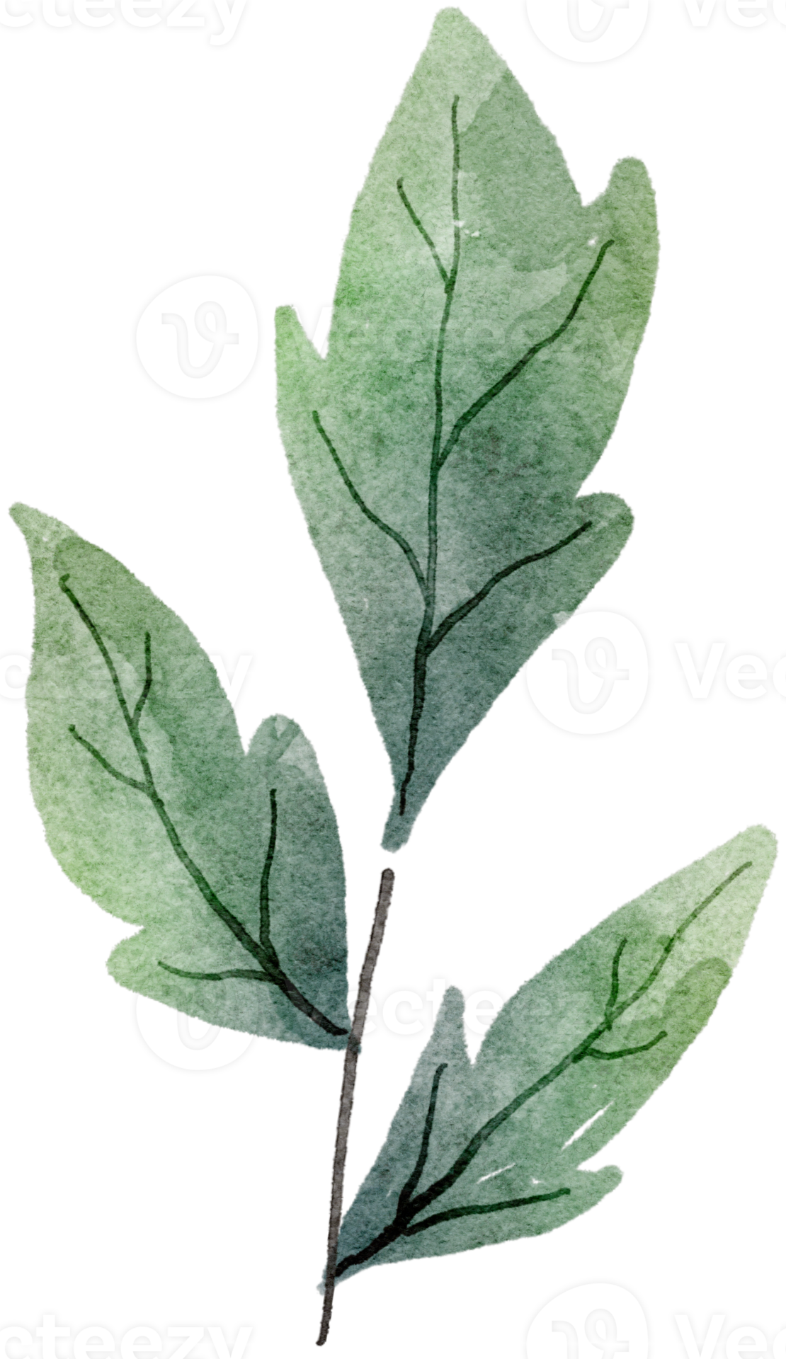 Leaf watercolor transparency. 10286106 PNG