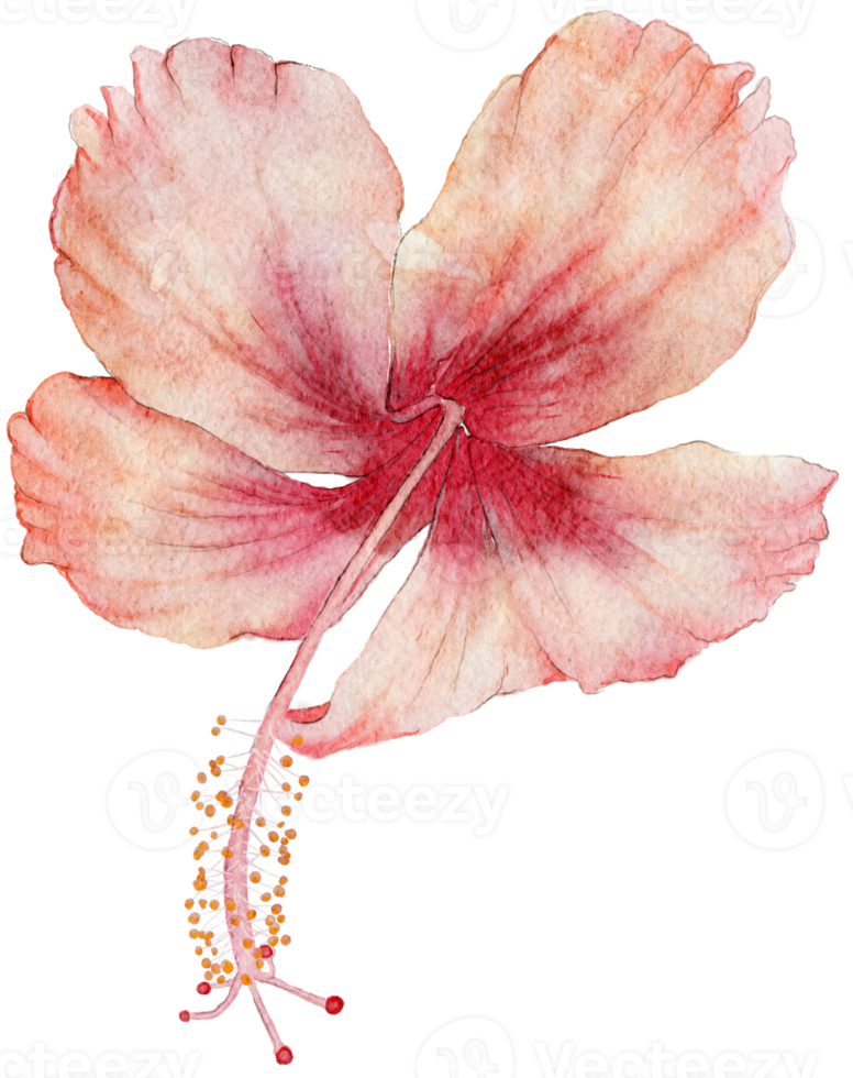 Flower watercolor transparency of hibiscus flower. png